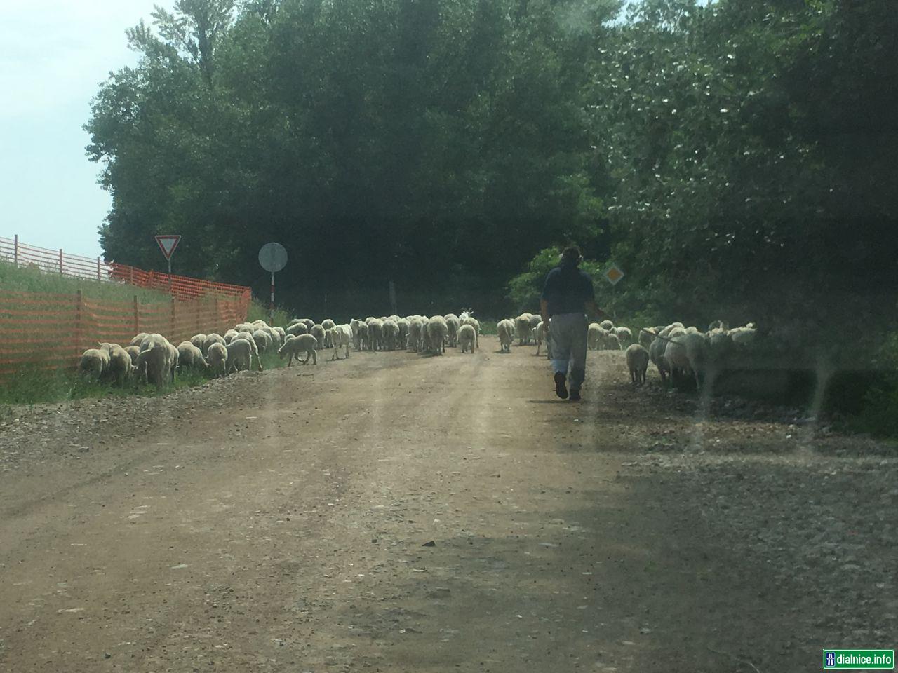 ovce na stavenisku D4 - hradza